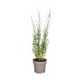Productafbeelding van Pureplant
