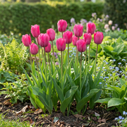 Triomftulp Pink bloembollen, roze, foto 2