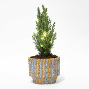 Kerstboom &