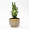 Kerstboom 'Ellwoodii' + Pot Echo + 20 Kerstverlichting