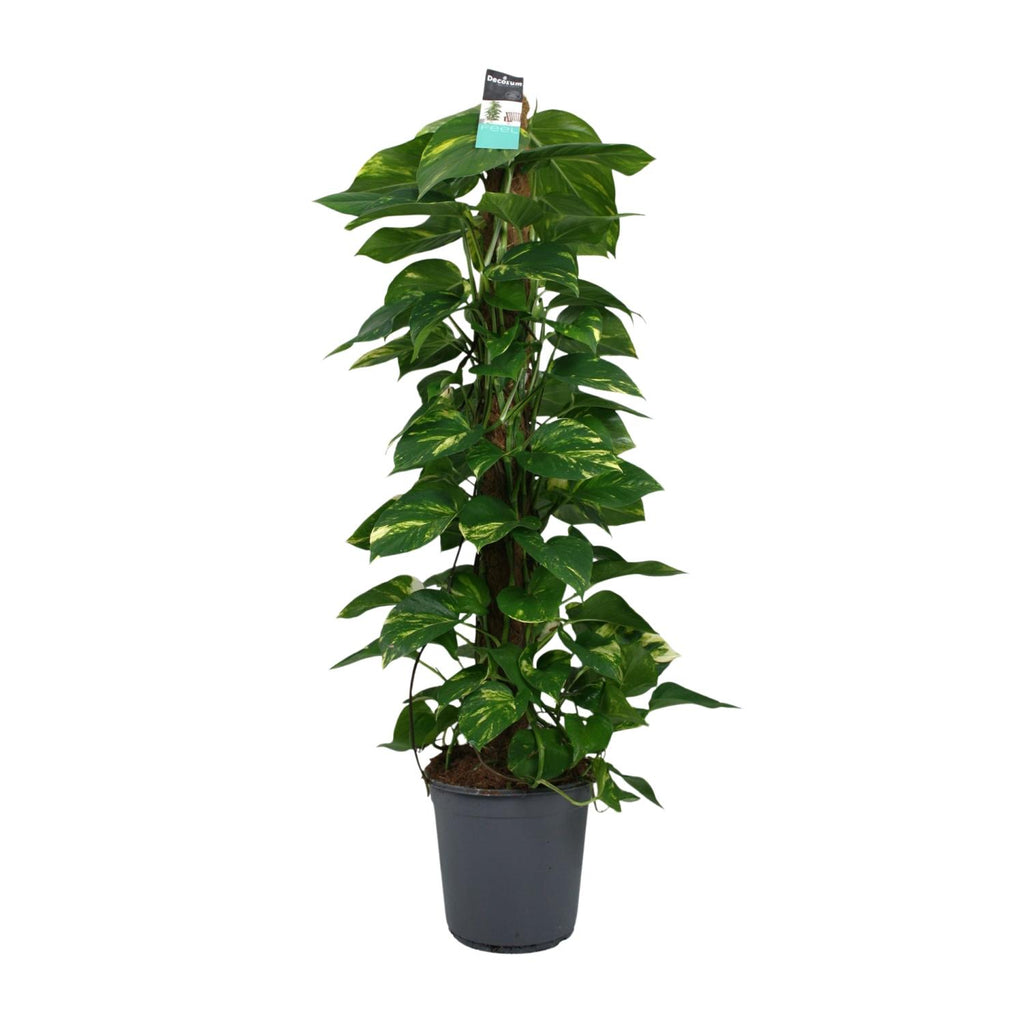 Productfoto van Scindapsus (Epipremnum)