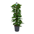 Productfoto van Scindapsus (Epipremnum)