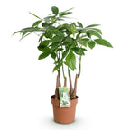 Pachira Aquatica multi stam, detail van het blad en de plant