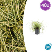 Carex oshim. &