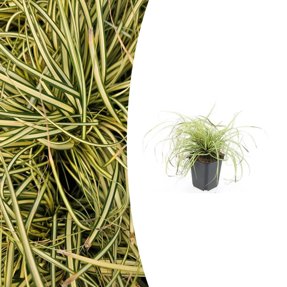 Carex oshim. 'Evergold', plant in pot