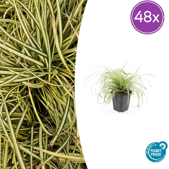 Carex oshim. &