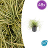 Carex oshim. 'Evergold'