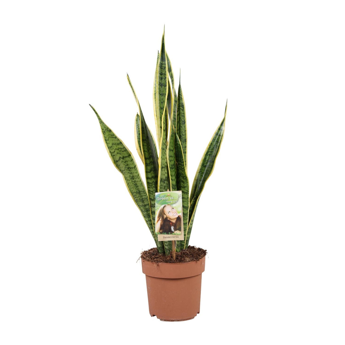 Productafbeelding van Pureplant