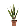 Sansevieria Trifasciata Laurentii