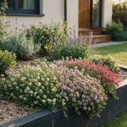 Thymus Tricolour - Tym - Bodembedenkend - Roze - Rood - Wit - 6 Planten