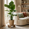 Strelitzia Nicolai met Zeegras mand naturel