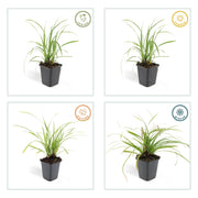 Carex morrowii &