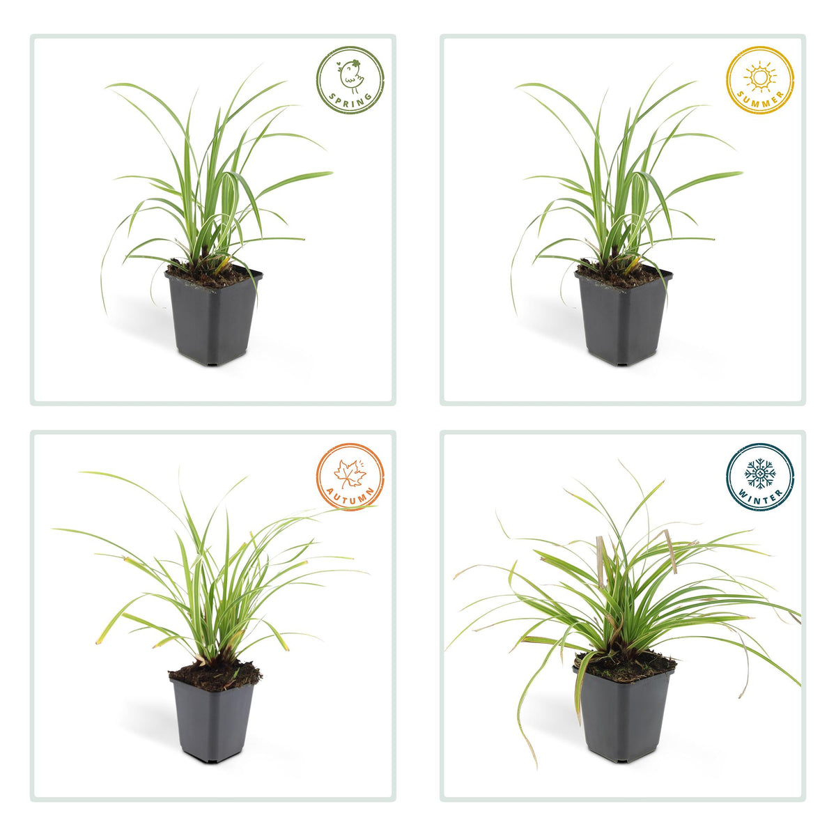 Carex morrowii 'Ice Dance', 10-25 cm hoog, groene bladeren
