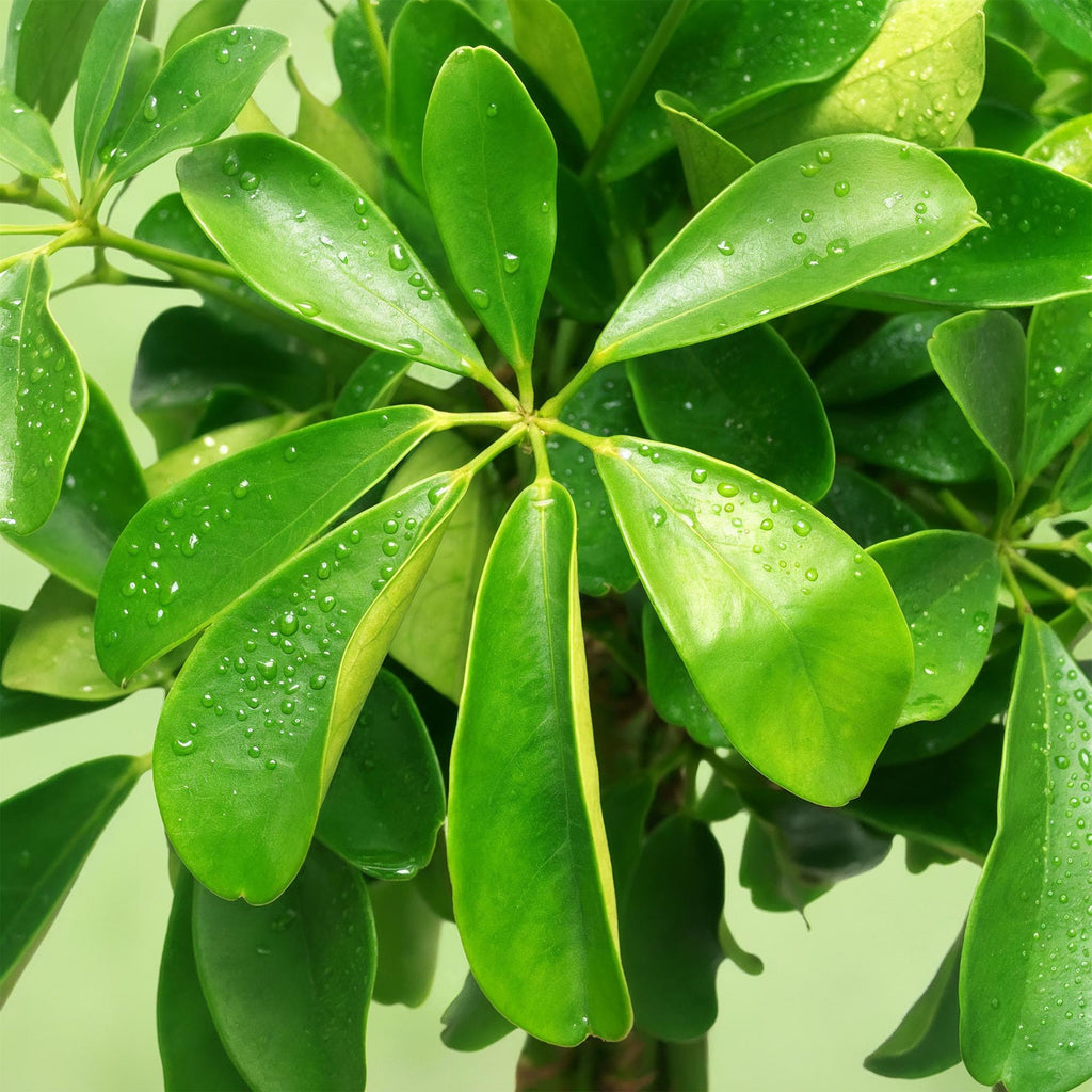 Schefflera Nora, groeiwijze van de plant