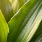 Drakenbloedboom Janet Craig, kenmerkend blad