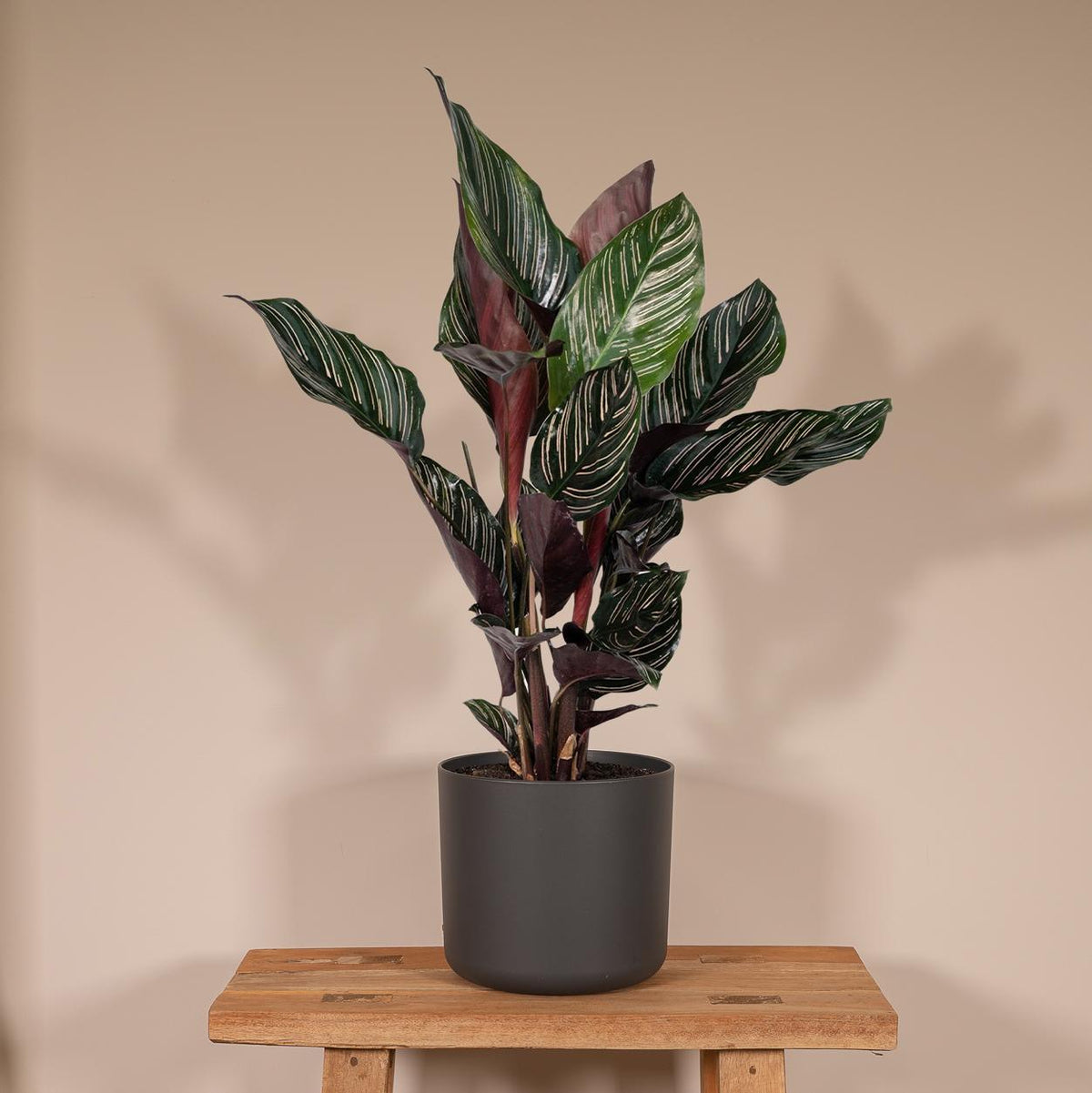 Calathea ornata, kamerplant met gestreept blad, 50 cm hoog, plant in pot