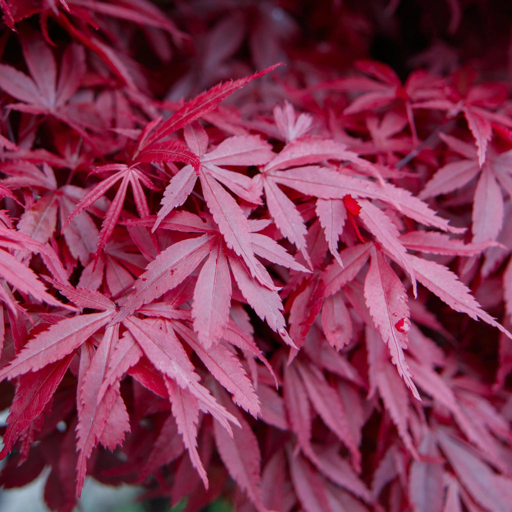 Acer palmatum Skeeters Broom, groeiwijze van de plant