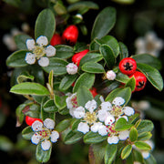 Cotoneaster dam. &
