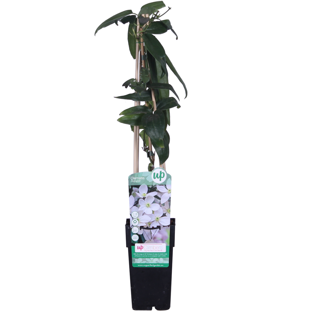 Productfoto van Clematis armandii - Groenblijvende Clematis Wit