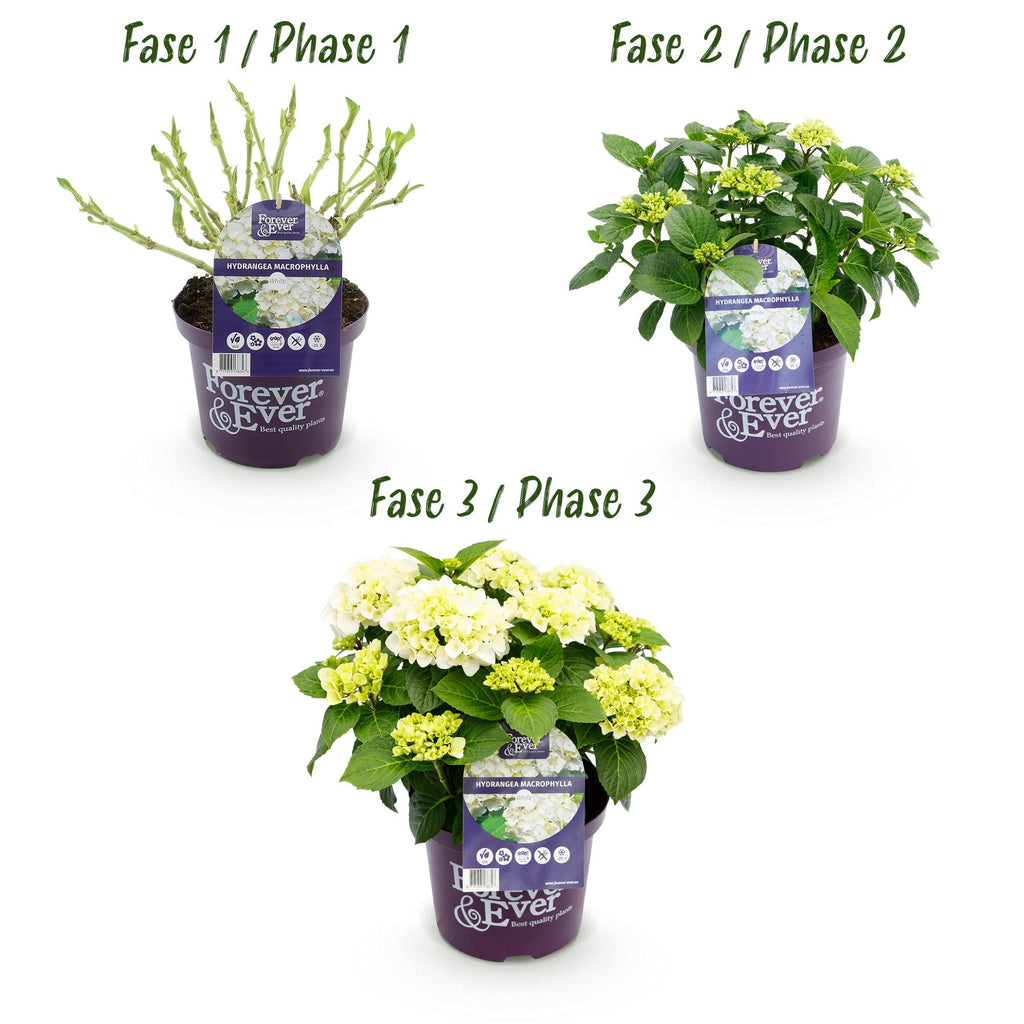 Hortensia Hydrangea Forever & Ever wit, groeiwijze van de plant
