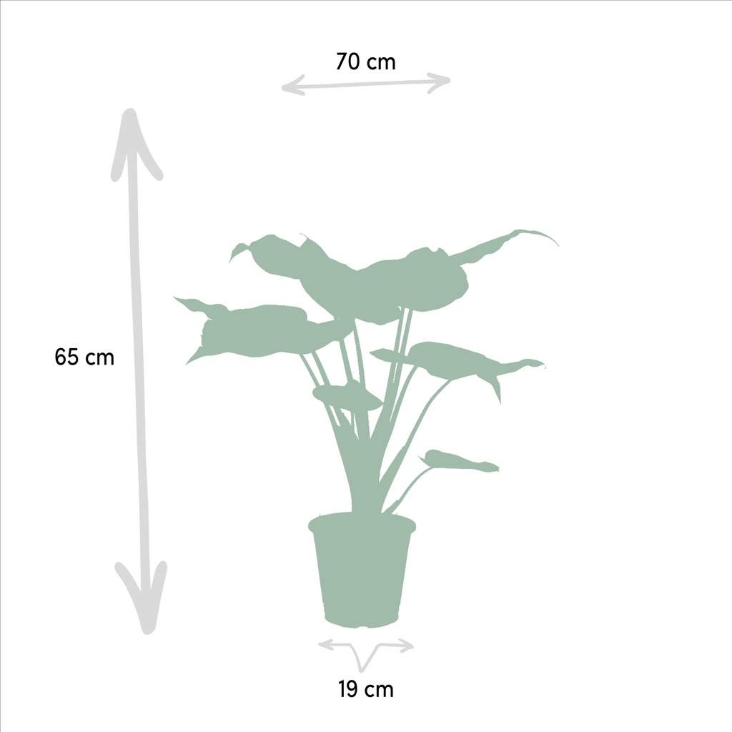 Detailfoto van Alocasia Zebrina