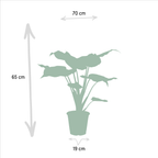 Detailfoto van Alocasia Zebrina