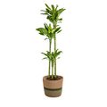 Dracaena Fragrans Golden Coast met mand, plant in pot