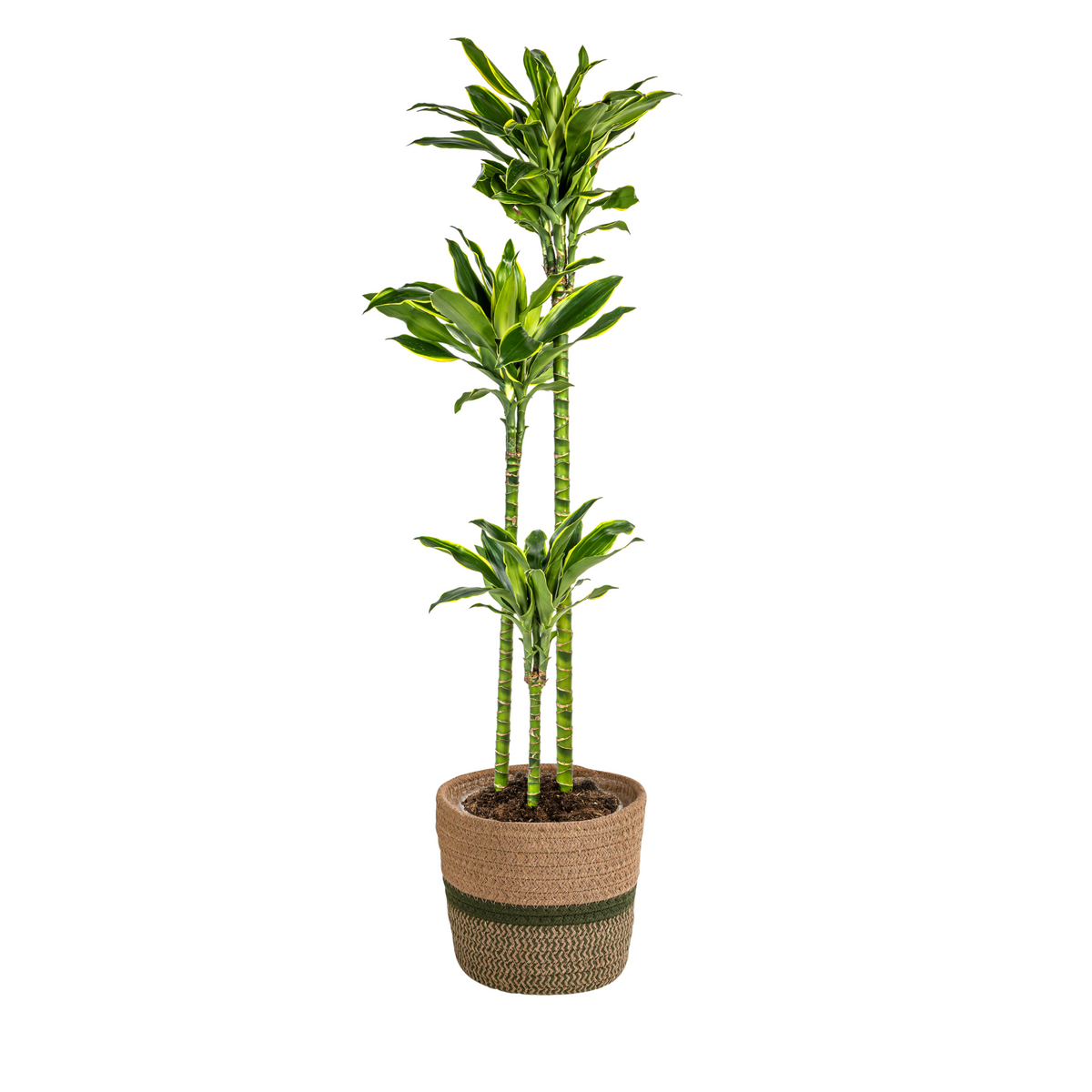 Dracaena Fragrans Golden Coast met mand, plant in pot