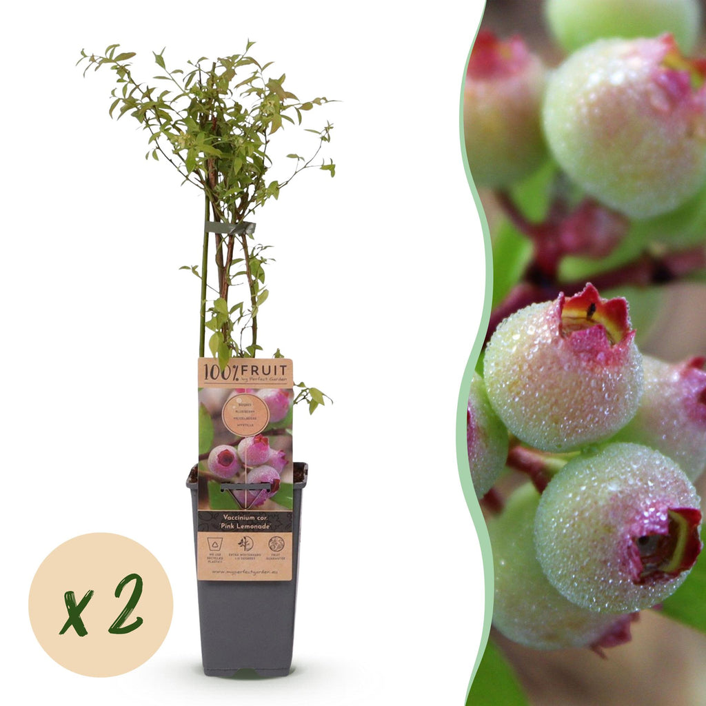 2x Bosbes Pink Lemonade, plant in pot