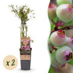 2x Bosbes Pink Lemonade, plant in pot