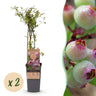 2x Bosbes Pink Lemonade