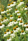 24x Echinacea p. 'White Swan'