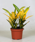 Productfoto van Croton Sunny Star