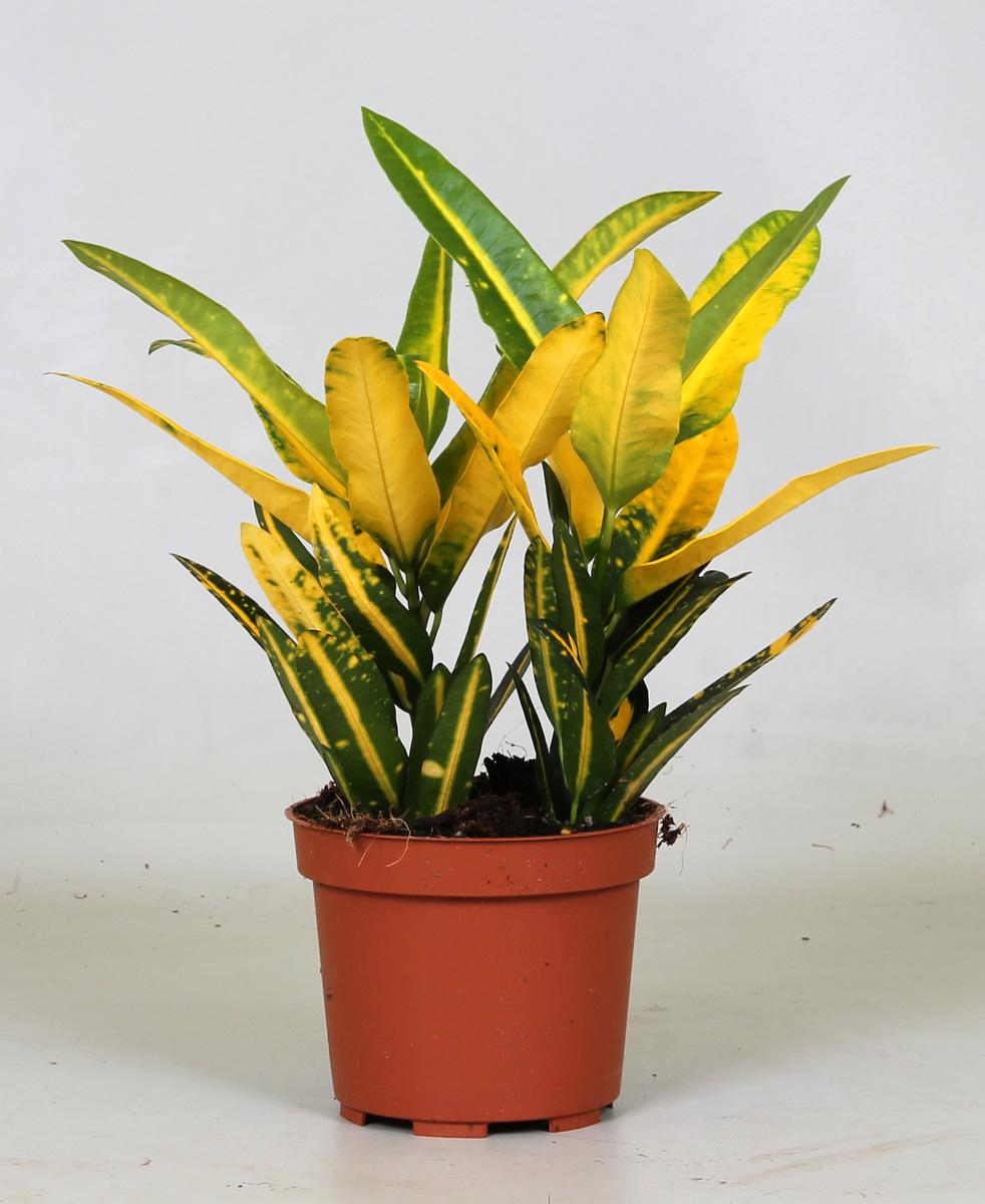 Productfoto van Croton Sunny Star