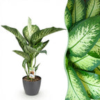 Diefenbachia Tropic Snow, detail van het blad