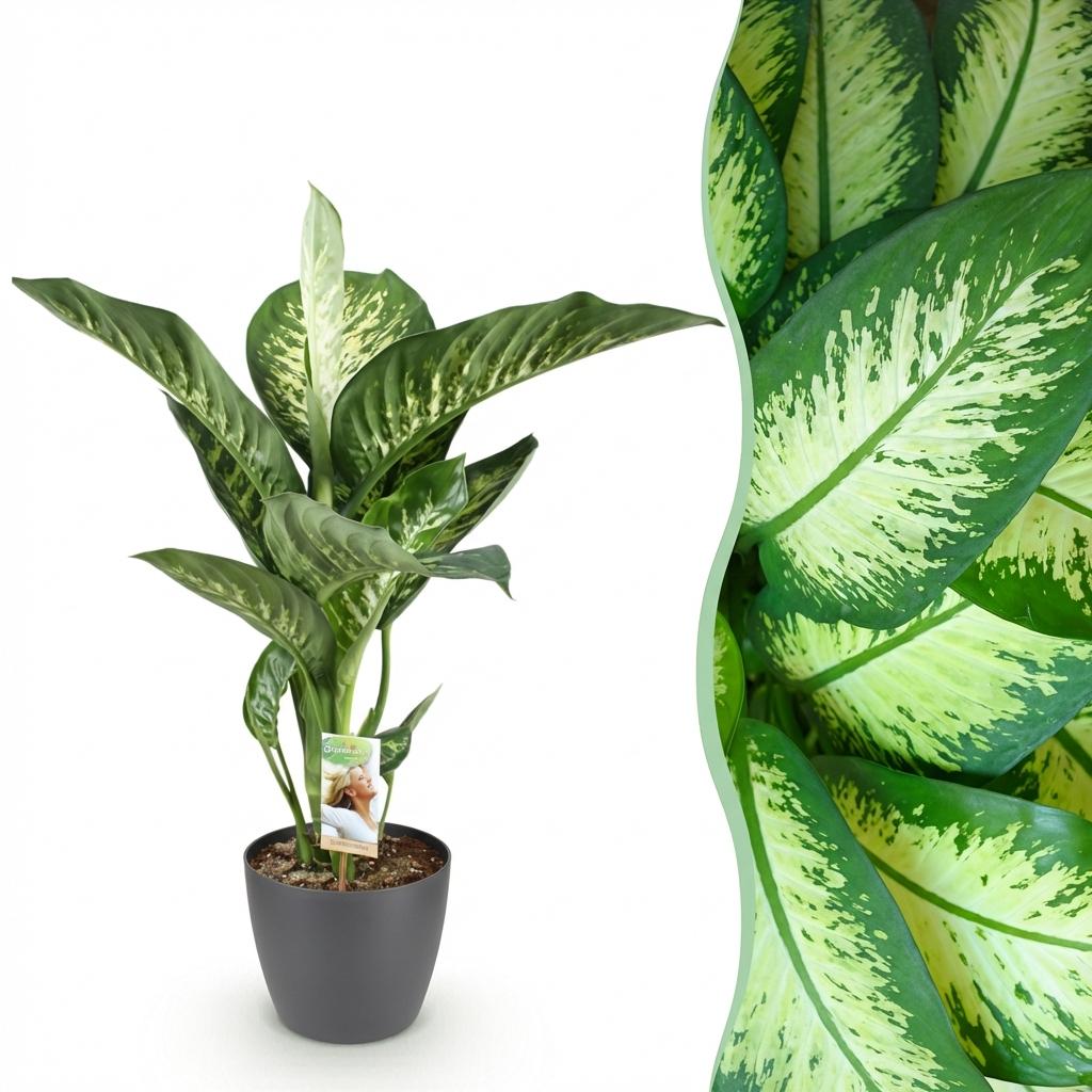 Diefenbachia Tropic Snow, detail van het blad