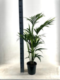 Kentia Howea Forsteriana, plant in pot