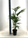 Kentia Howea Forsteriana