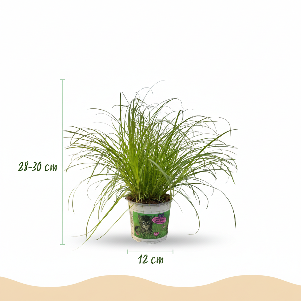 Cyperus alternifolius Zumula met witte pot, met decoratieve pot