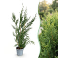 Cupressocyparis leylandii, plant in pot