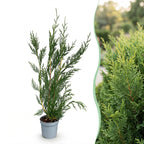 Cupressocyparis leylandii, plant in pot