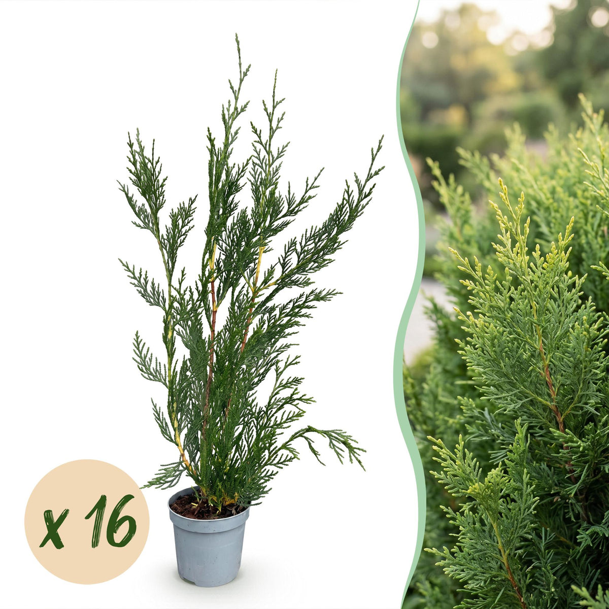 Cupressocyparis leylandii, plant in pot