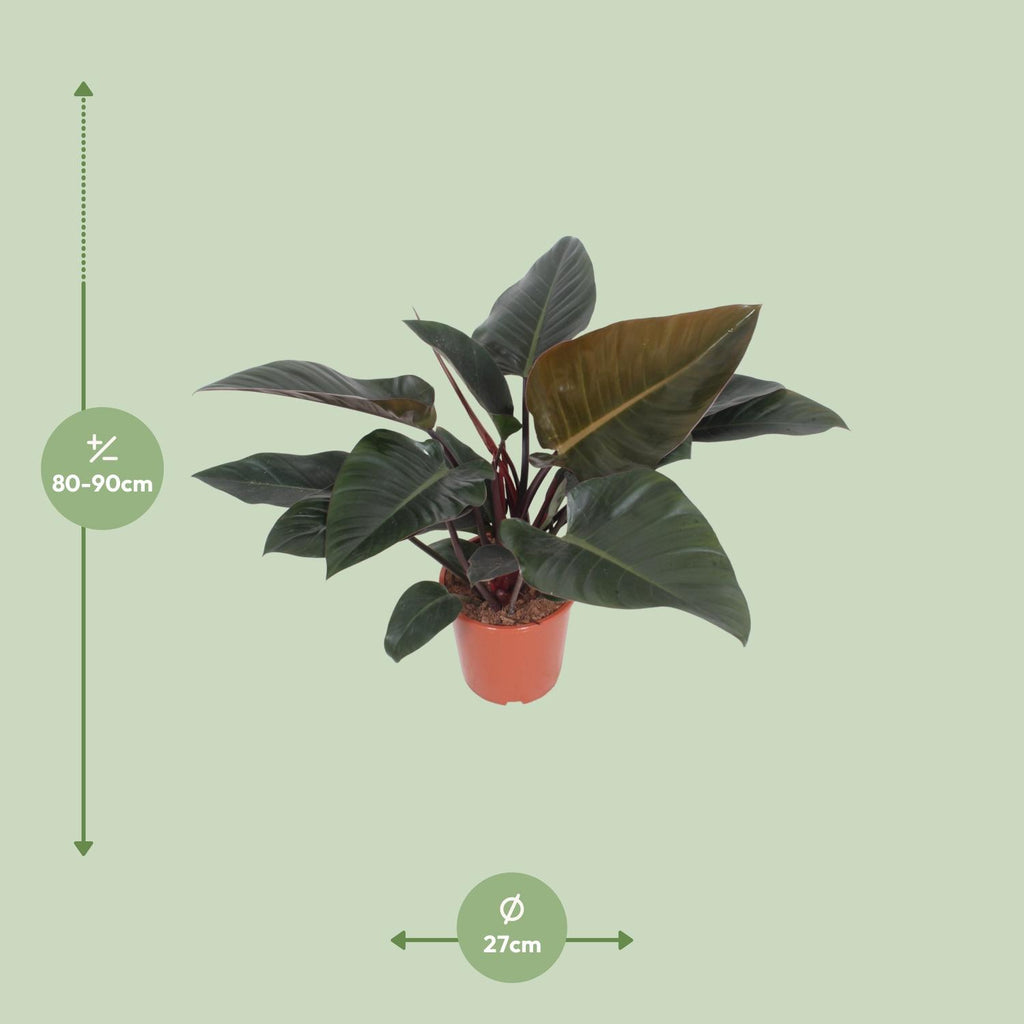 Detailfoto van Philodendron Congo Red