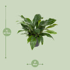 Detailfoto van Anthurium Jungle Bush