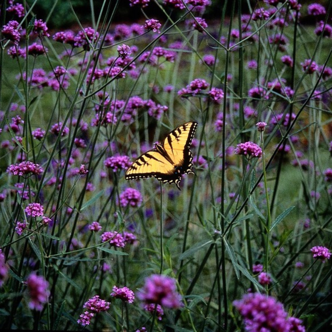 Verbena – 6 Pluggen | Kweek & Geniet van Prachtige Verbena, plant in pot