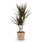 Dracaena Magenta met mand, kenmerkend blad