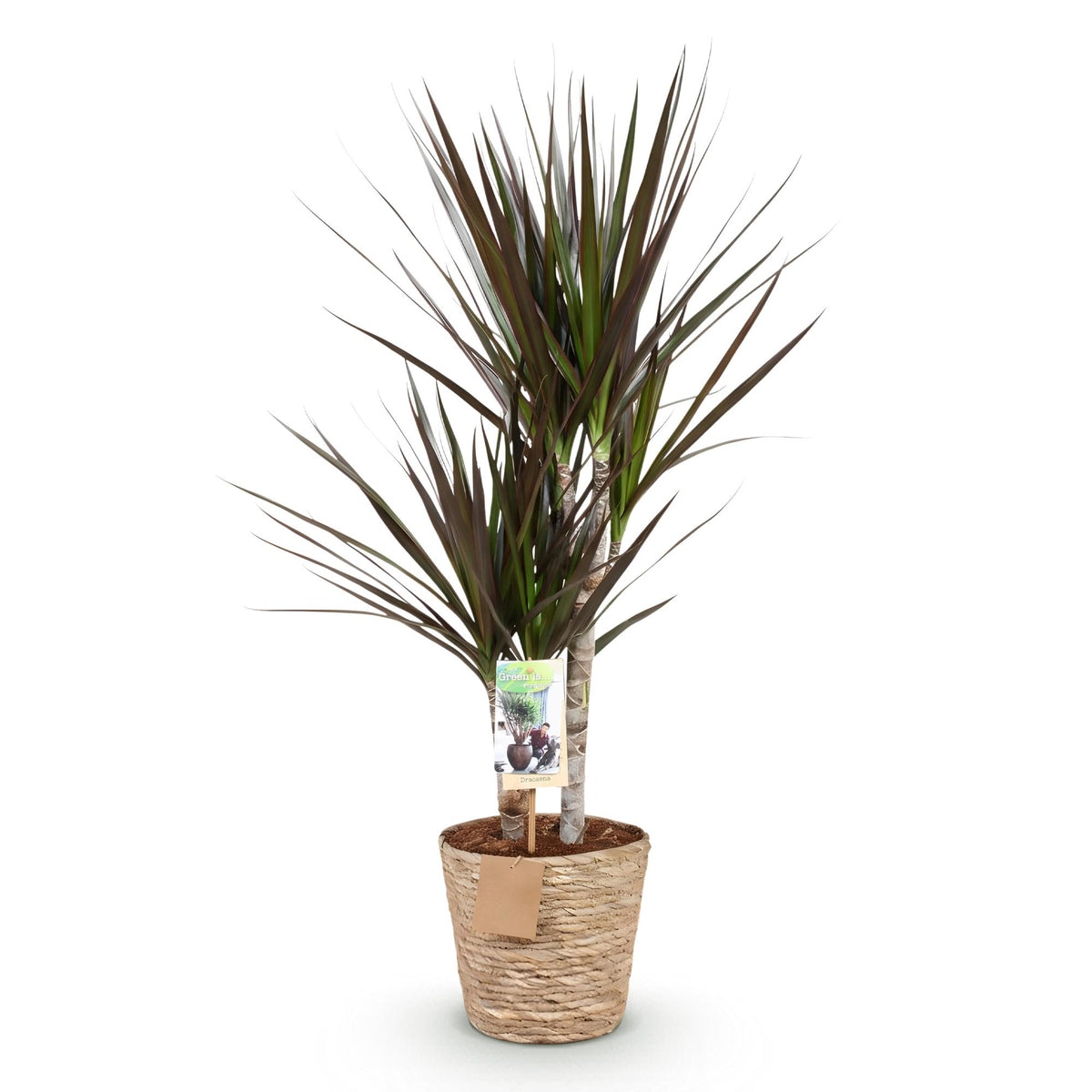 Dracaena Magenta met mand, kenmerkend blad