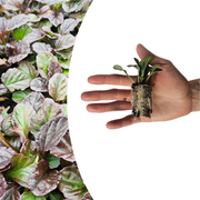 Kruipend zenegroen Ajuga reptans, bodembedekker, 6 pluggen