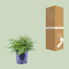 Asplenium Parvati, kenmerkend blad