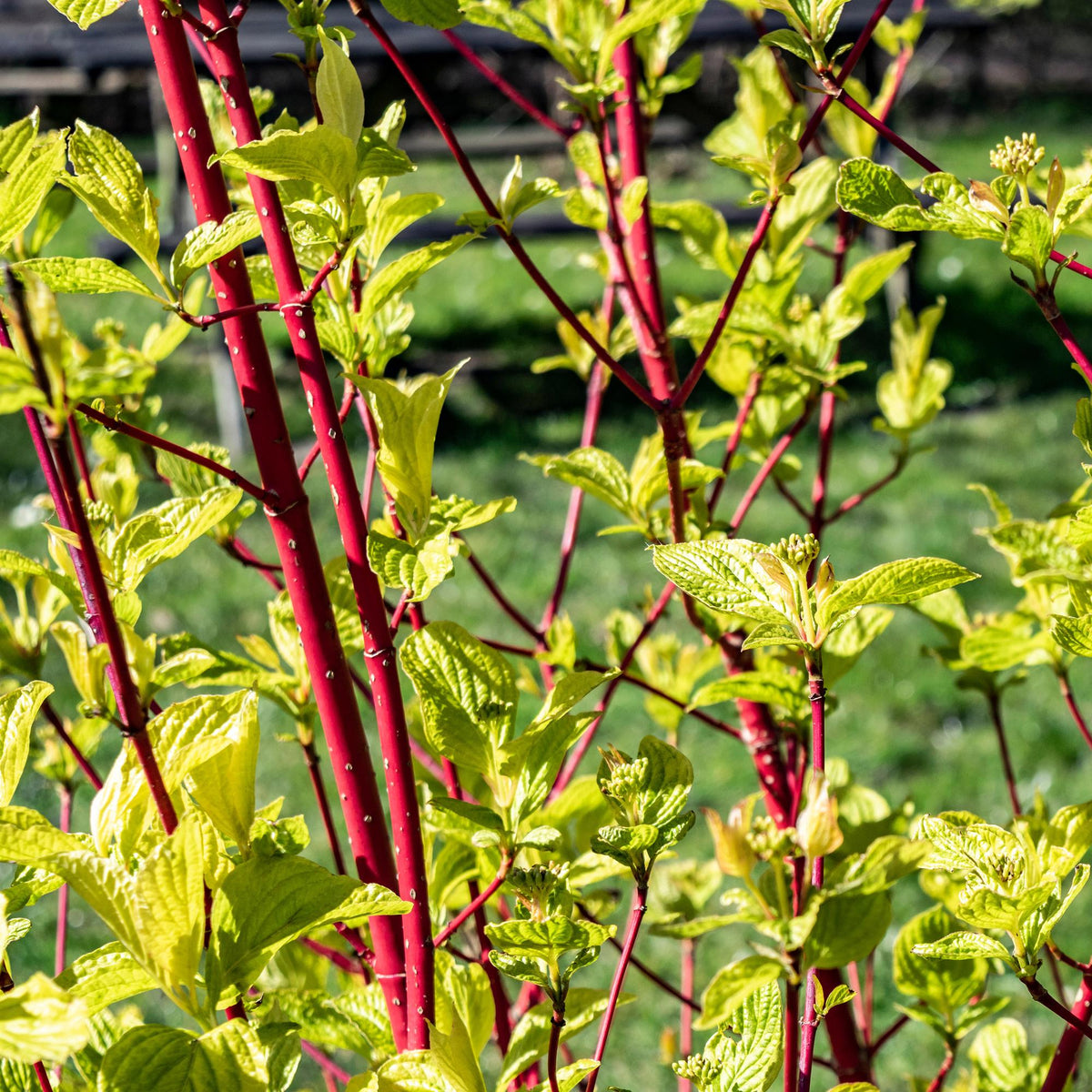 Cornus sibirica, kenmerkend blad
